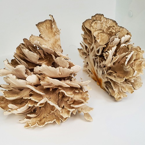 칠갑마루 숲속의보석 청양산 잎새버섯
